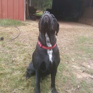 Meet your Posher, Paula